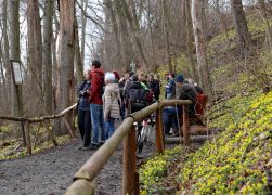 Winterlinge  Gelbe Pracht In Jena 2024 10